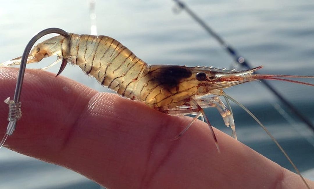 Using Shrimp As Bait In Fresh And Saltwater